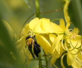 The diverse flora at Faasai Resort attracts many bees, birds and bats