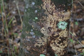 The bark of an agarwood tree
