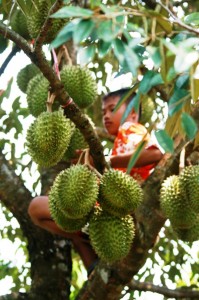 A great durian crop