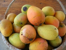 Sun warmed mangoes just collected