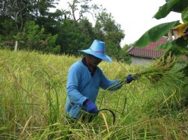 Harvesting organic rice at White Water Lake - the organic farm of Faasai Resort and Spa