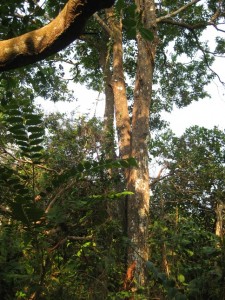 An ironwood tree (dipterocarpaceae) growing in the wild cashew nut orchard which is part of our resort