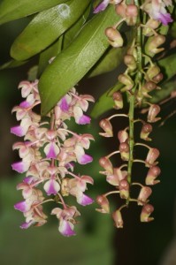 Native orchids were once abundant in Thailand, now mostly gone in the forests. Hotels generally display man-made garden hybrids, while this is a true native orchid species, Aerides falcata