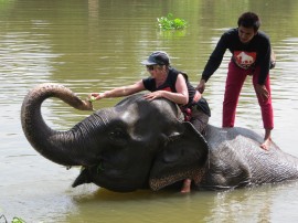 Swimming with the elephants at Elephant Stay