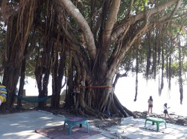 A bodhi tree by the beach
